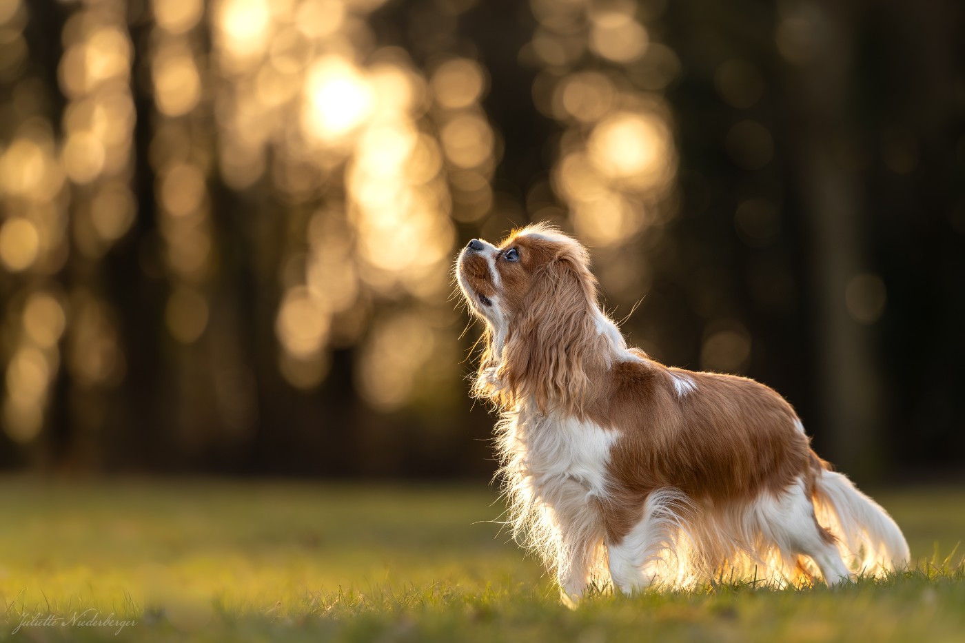 Van de kamp du Domaine des Airaudes